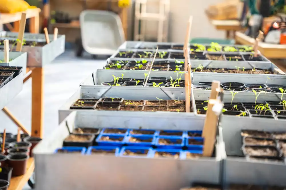 Image des plantations à l'intérieur de la serre de l'IMTS de Dinard